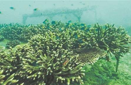 探索海洋奇趣世界：海底花园的珊瑚种植之旅