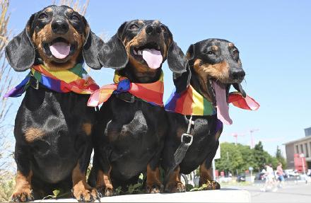 德国养犬争议：腊肠犬命运未卜