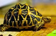 探索印度星龟：地球上最难养的陆龟之首