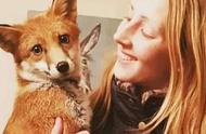 女孩领养的小狐狸如何与宠物狗成为朋友？