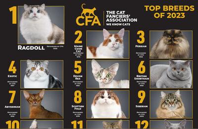 揭秘世界最受欢迎的15种猫猫品种