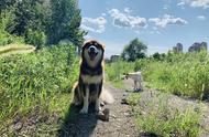 阿拉斯加犬的田园生活探索