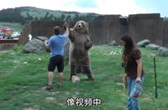 揭秘俄罗斯年轻人养灰熊现象：是潮流还是疯狂？