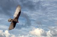 揭秘史前巨鹰：不拍翅膀也能飞，超越现代飞机神话