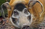 非洲红河猪泛滥现象解析