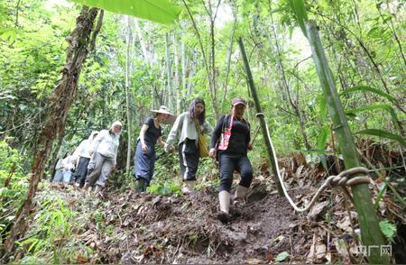 云南西双版纳：徒步雨林的增收之路