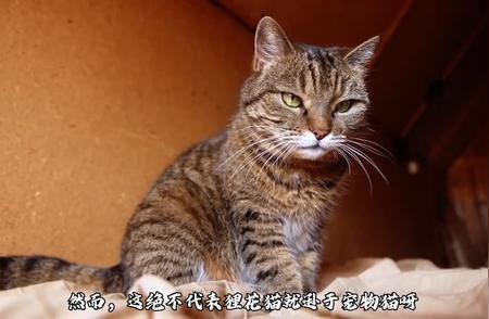 狸花猫与宠物猫：品种差异及优劣势分析