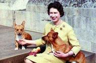 揭秘英国女王钟爱的宠物：柯基犬的魅力