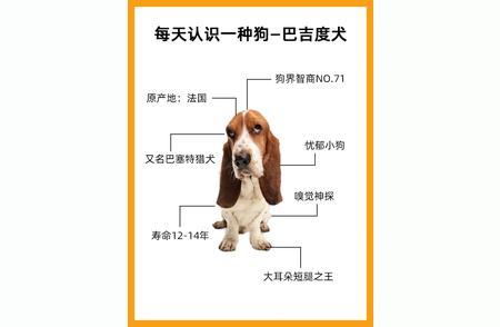 巴吉度犬：揭秘犬中“微笑天使”的魅力