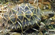 揭秘全球最难养的十大陆龟排名！