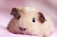 荷兰猪：治愈系小宠物的全面介绍