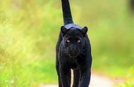 揭秘黑豹：摄影师镜头下的猫科王者