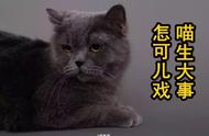 揭秘中国猫命名：智慧与生活情趣的交融