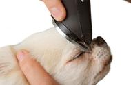 如何有效预防宠物的皮肤病？