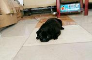 探索巴哥犬的魅力：黑色外貌与独特个性