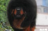 揭秘藏獒：世界上最大的威武犬种