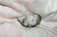 探索仓鼠的睡眠世界：世界上最美好的事