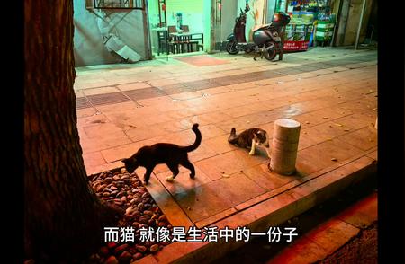 猫咪的魅力：为什么我们爱它们