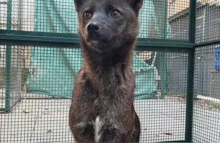 揭秘！巴西兽医首次发现半狐半狗，震惊全球！