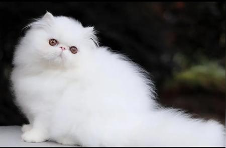 人工选育下的波斯猫：扁平脸庞背后的健康隐患