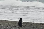 探秘南极企鹅的奇幻之旅：迷路三千公里到新西兰！