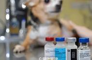 天津养狗人士必看：疫苗、狗证及政策全解析