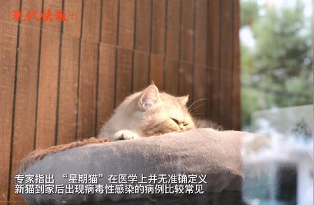 如何应对购买“星期猫”后的困境？