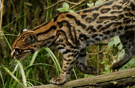惊世发现：未知前途的虎猫新物种现身