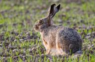 揭秘：从野兔到宠物，兔子不变的自然行为魅力