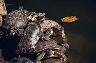 巴西龟冬眠腐皮怎么办？自然疗法来帮忙！