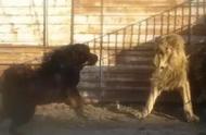 藏獒与狮子的惊人对决：勇气与力量的碰撞