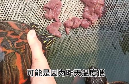 火焰龟的新口味：白菜猪肝喂食记