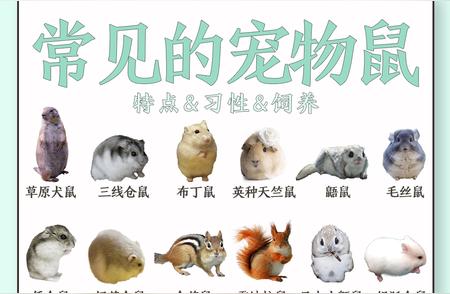 探索30种鼠鼠种类：你的理想宠物是哪一种？
