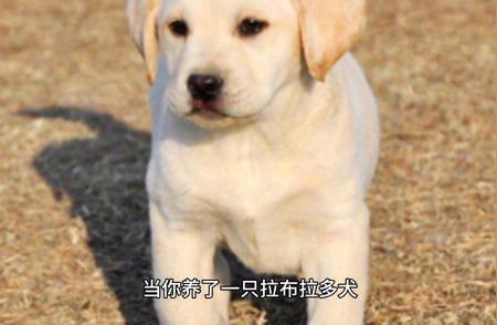 探索拉布拉多犬的魅力：为什么它们如此受欢迎？