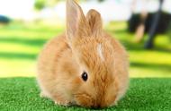 揭秘兔子喂养的正确姿势，让你成为养兔达人！