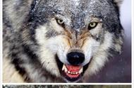 哈士奇与狼：9张图带你了解它们的不同之处