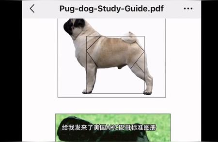 探索巴哥犬的魅力：健康与可爱的完美结合