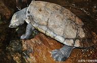 揭秘世界上极为濒危稀有的8种龟：珍稀生物的保护与挑战