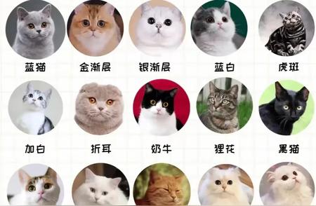揭秘猫咪品种：你家宝贝属于哪一种？