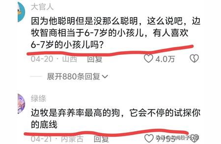 深度剖析：为何聪明无比的边牧仍有人望而却步？