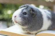 探索豚鼠的魅力：为何它们如此可爱又上镜？