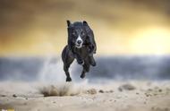 “飞毛腿”惠比特犬：速度与优雅的完美结合