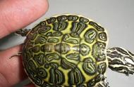 火焰龟品种简介：探索神秘的水中生物