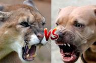 比特犬与美洲狮：丛林猛兽对决的真相揭秘