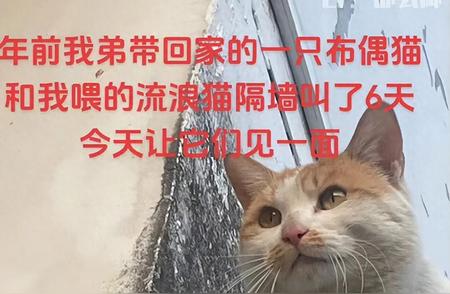 布偶猫：美丽与丑陋的界限在哪里？