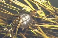 揭秘云南惊现的北美鳄龟：生物入侵的警示