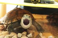 黄喉拟水龟：冷水中的热情与微笑的秘密