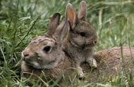 揭秘兔子的世界：不同种类的兔子习性大揭秘