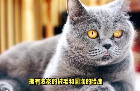 世界十大名猫盘点：猫咪中的贵族