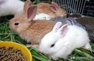 新手养兔秘籍：兔子养殖技术要点及注意事项